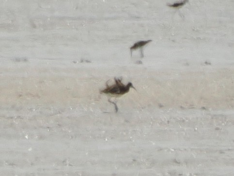 Ruff - ML632912150
