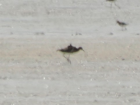 Ruff - ML632912153