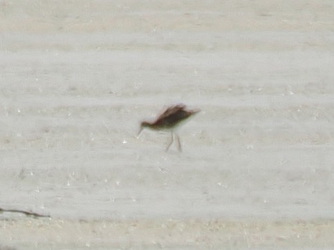 Ruff - ML632912158