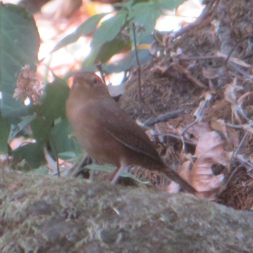 Southern House Wren - ML632912165