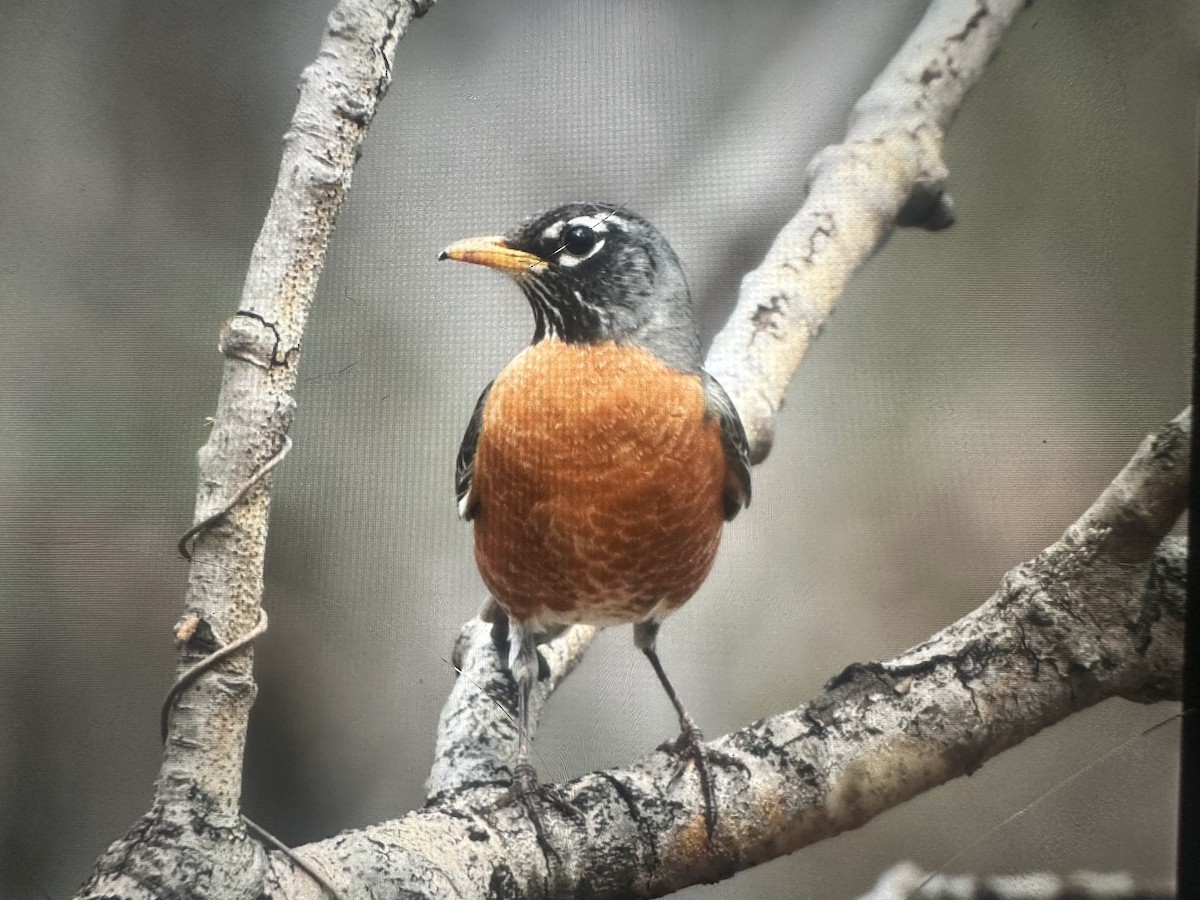American Robin - ML632912225