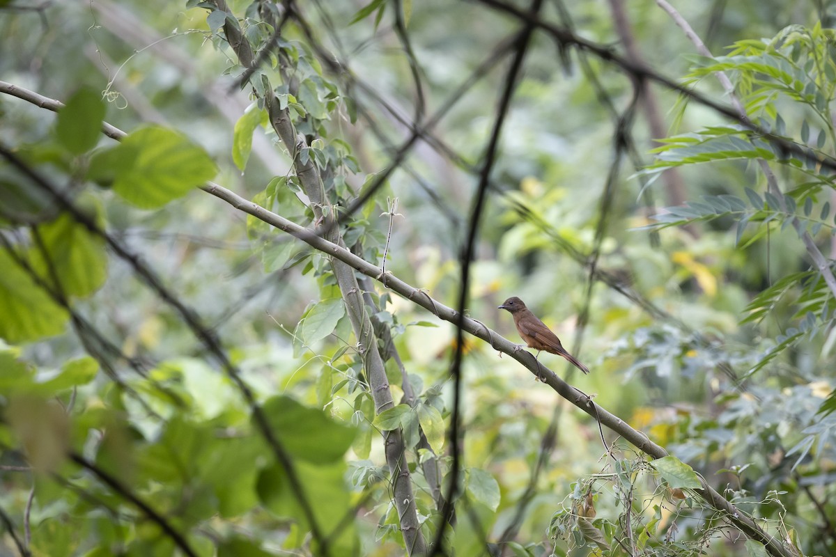 Rufous Flycatcher-Thrush - ML632912329