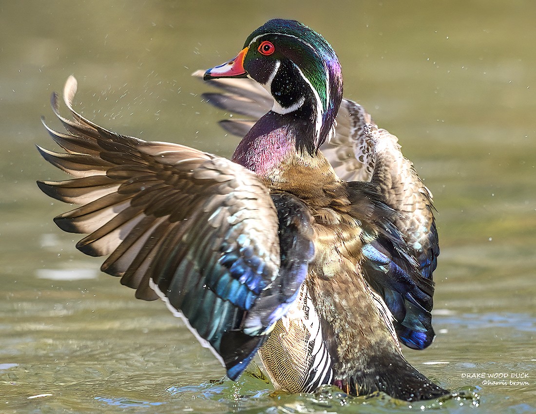 Wood Duck - Harris Brown