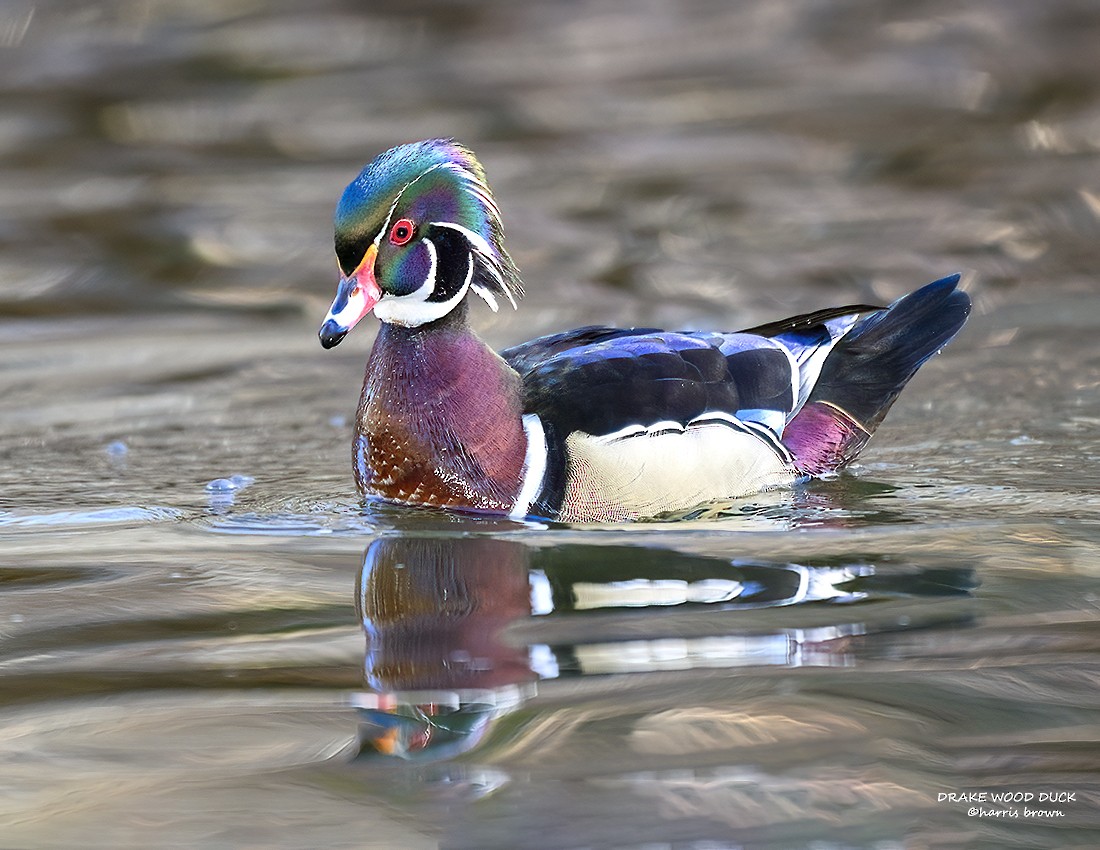 Wood Duck - ML632912475
