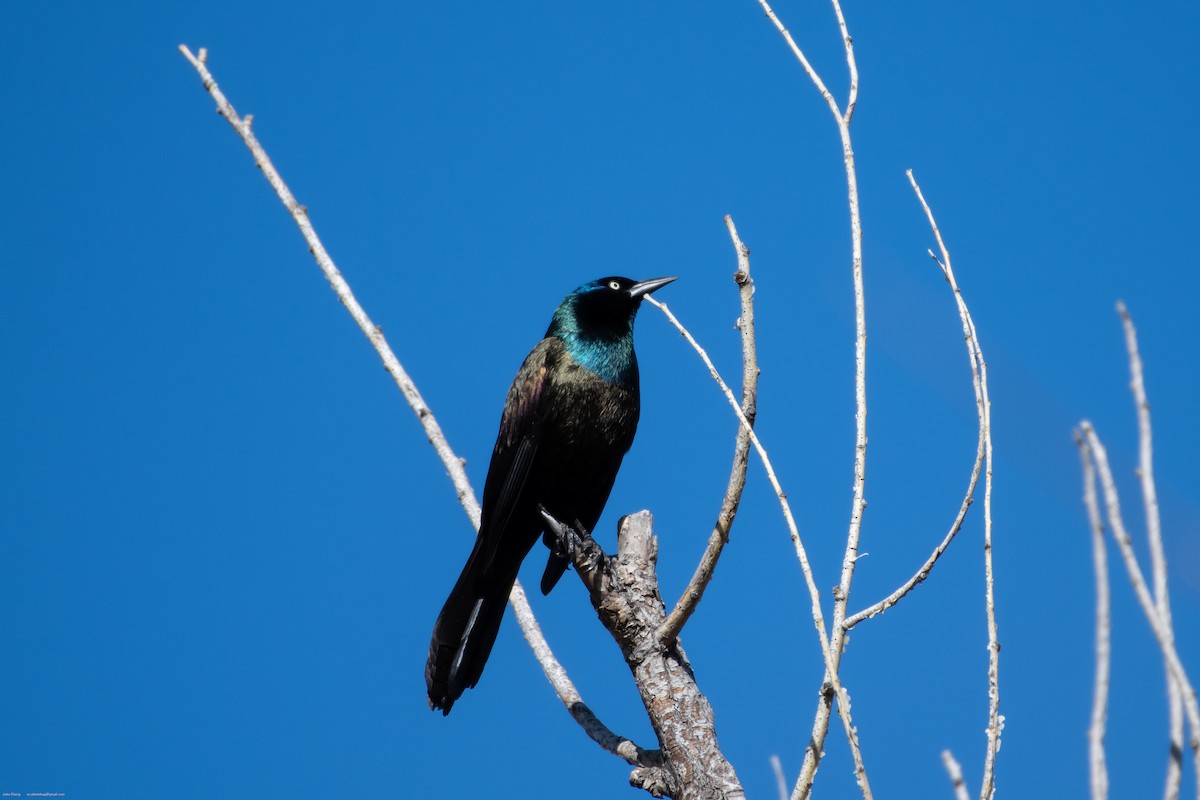 Common Grackle - ML632912532