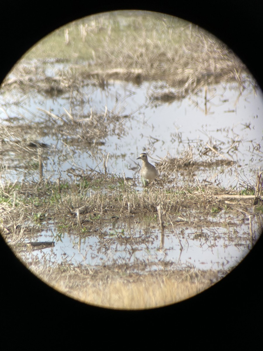 American Golden-Plover - ML632912541