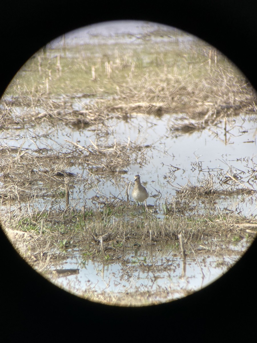American Golden-Plover - ML632912542