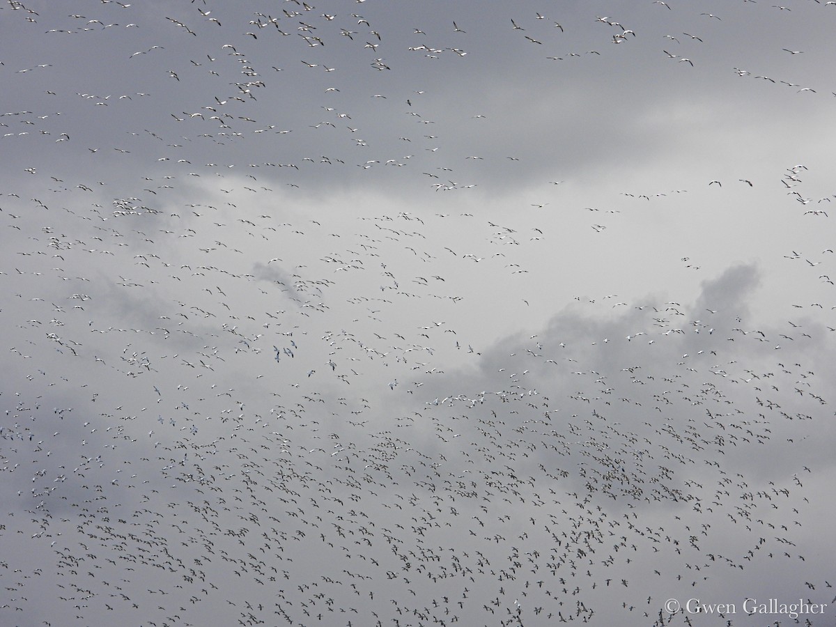 Snow Goose - ML632912590