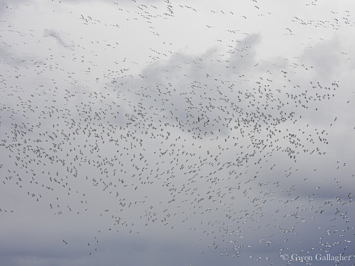 Snow Goose - ML632912591