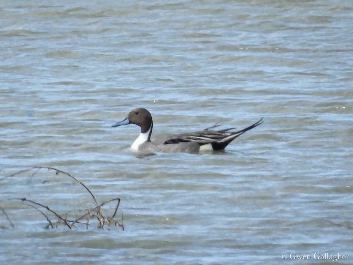 Northern Pintail - ML632912600