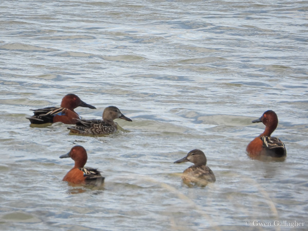 Cinnamon Teal - ML632912604