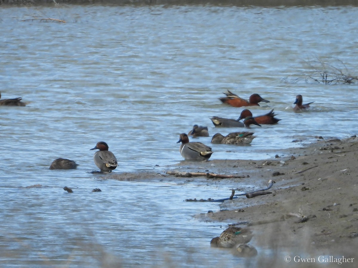 Green-winged Teal (American) - ML632912631