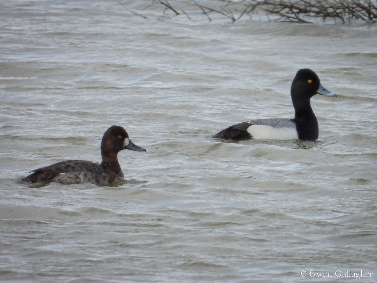 Lesser Scaup - ML632912649