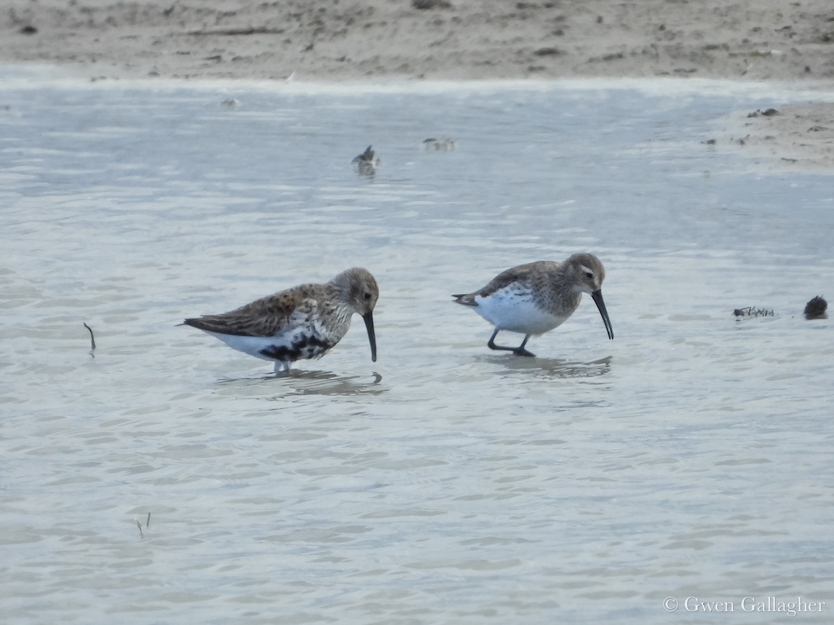 Dunlin - ML632912655