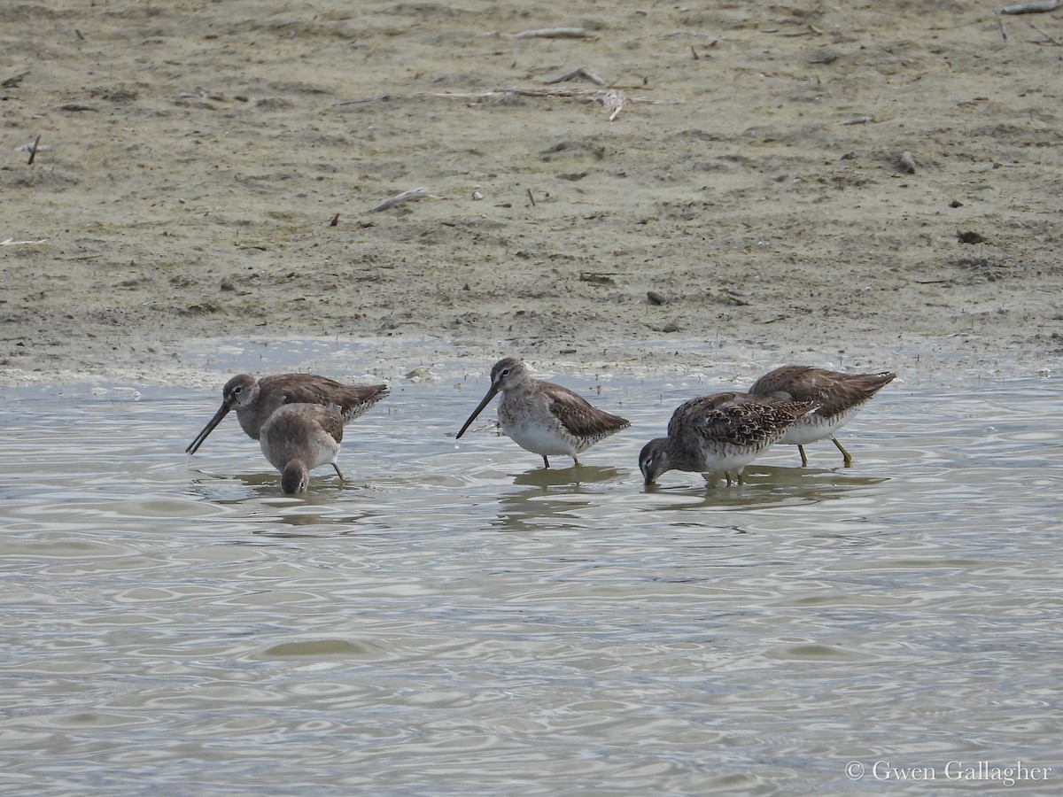 Long-billed Dowitcher - ML632912656