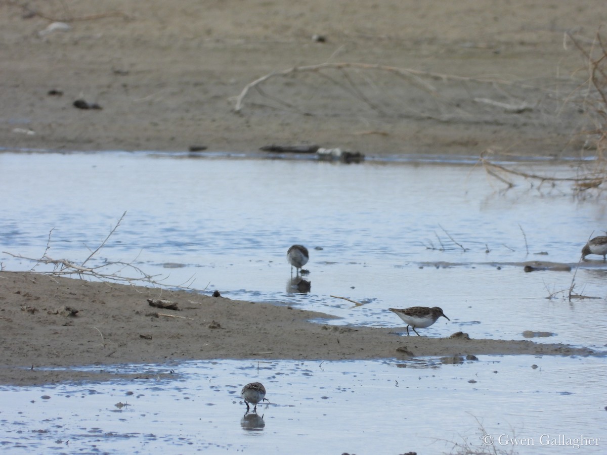 Least Sandpiper - ML632912657
