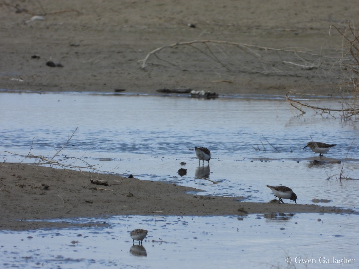 Least Sandpiper - ML632912658
