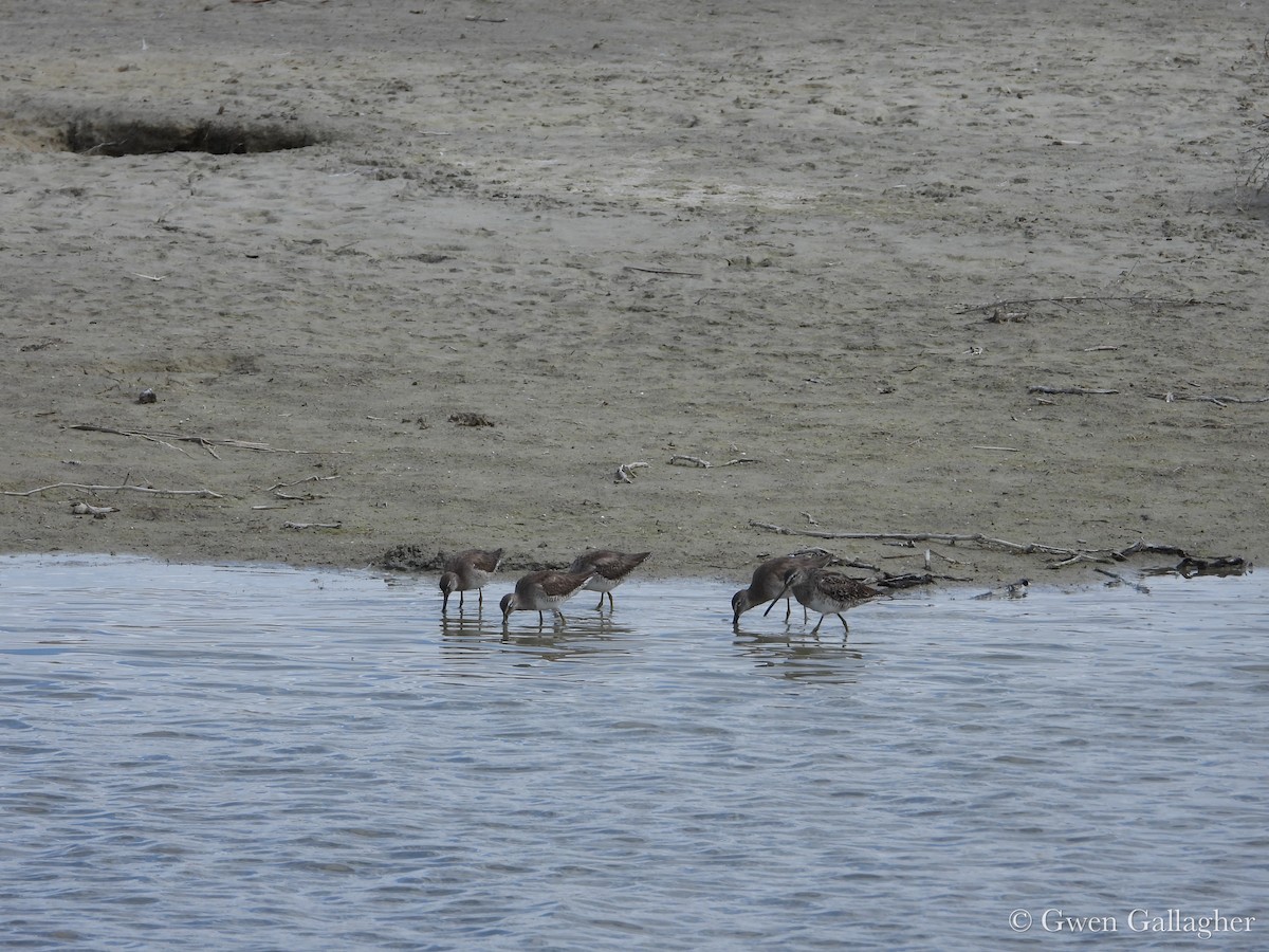 Long-billed Dowitcher - ML632912659