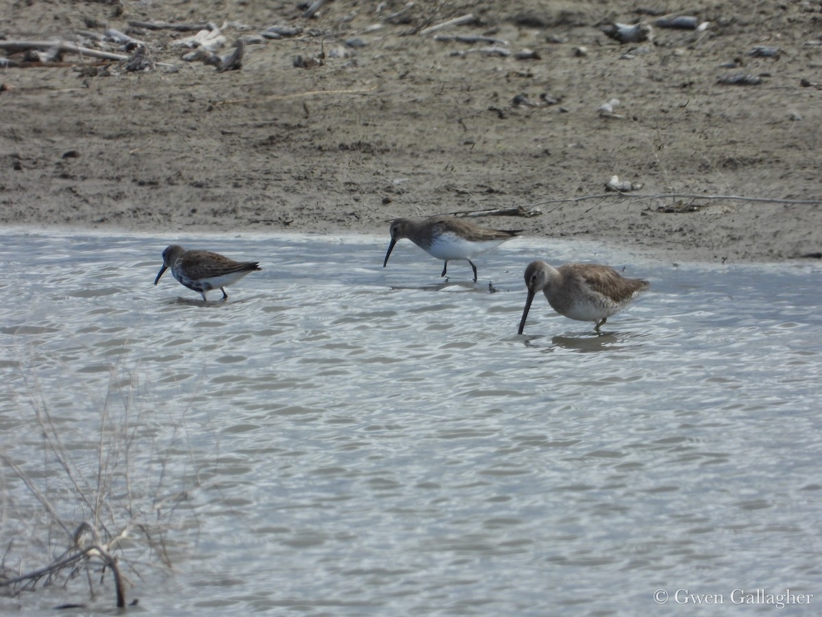 Long-billed Dowitcher - ML632912660
