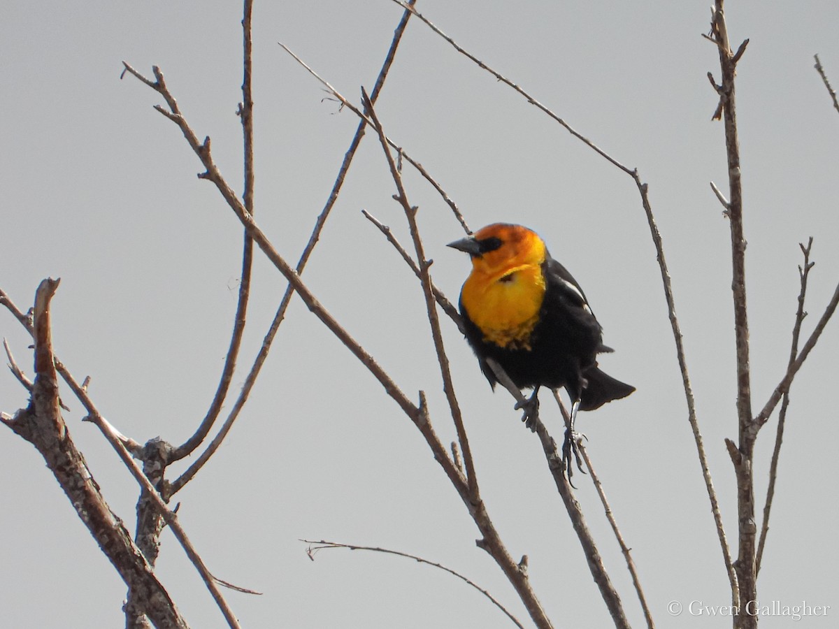 Yellow-headed Blackbird - ML632912792