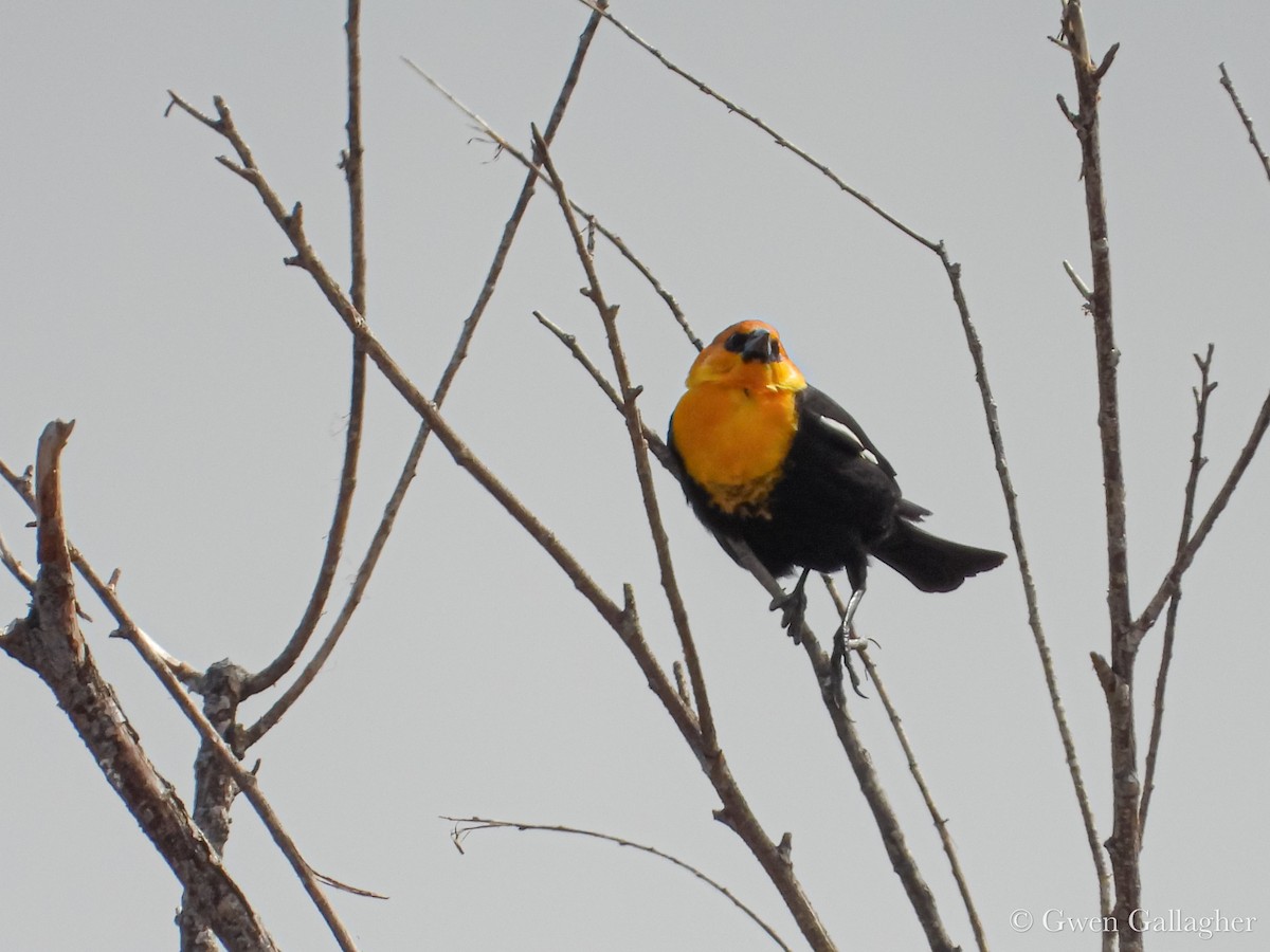 Yellow-headed Blackbird - ML632912793