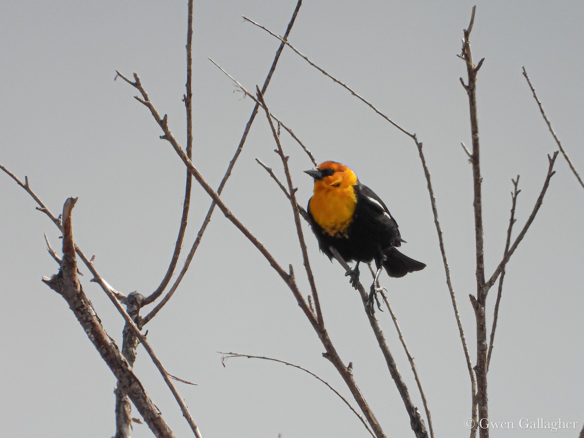 Yellow-headed Blackbird - ML632912794