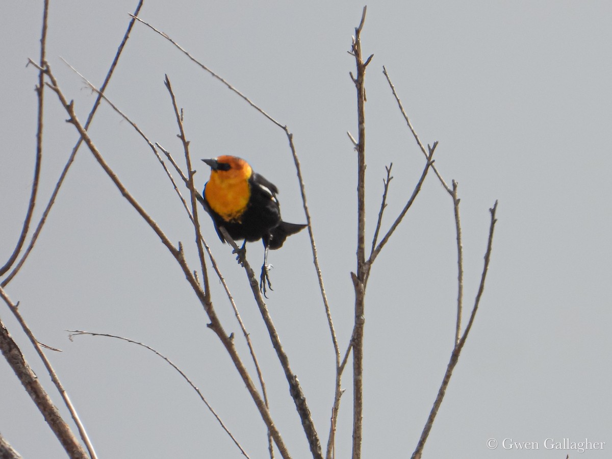 Yellow-headed Blackbird - ML632912795