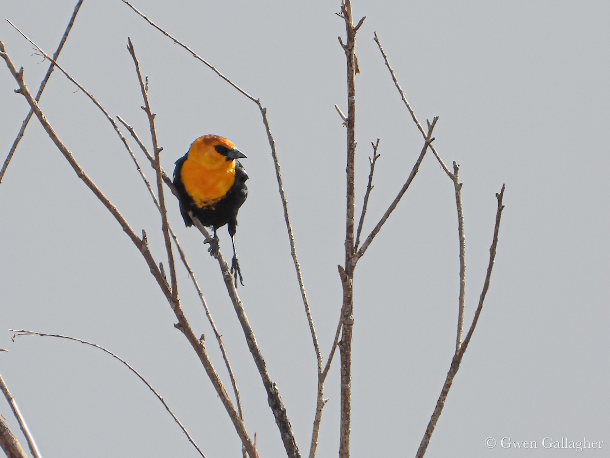 Yellow-headed Blackbird - ML632912796
