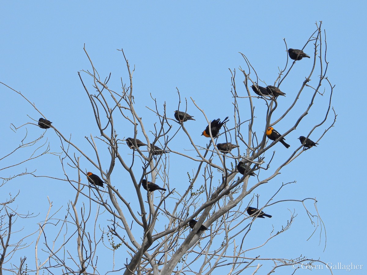 Yellow-headed Blackbird - ML632912797