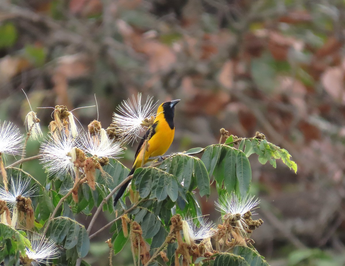 Yellow-backed Oriole - Alfonso Auerbach