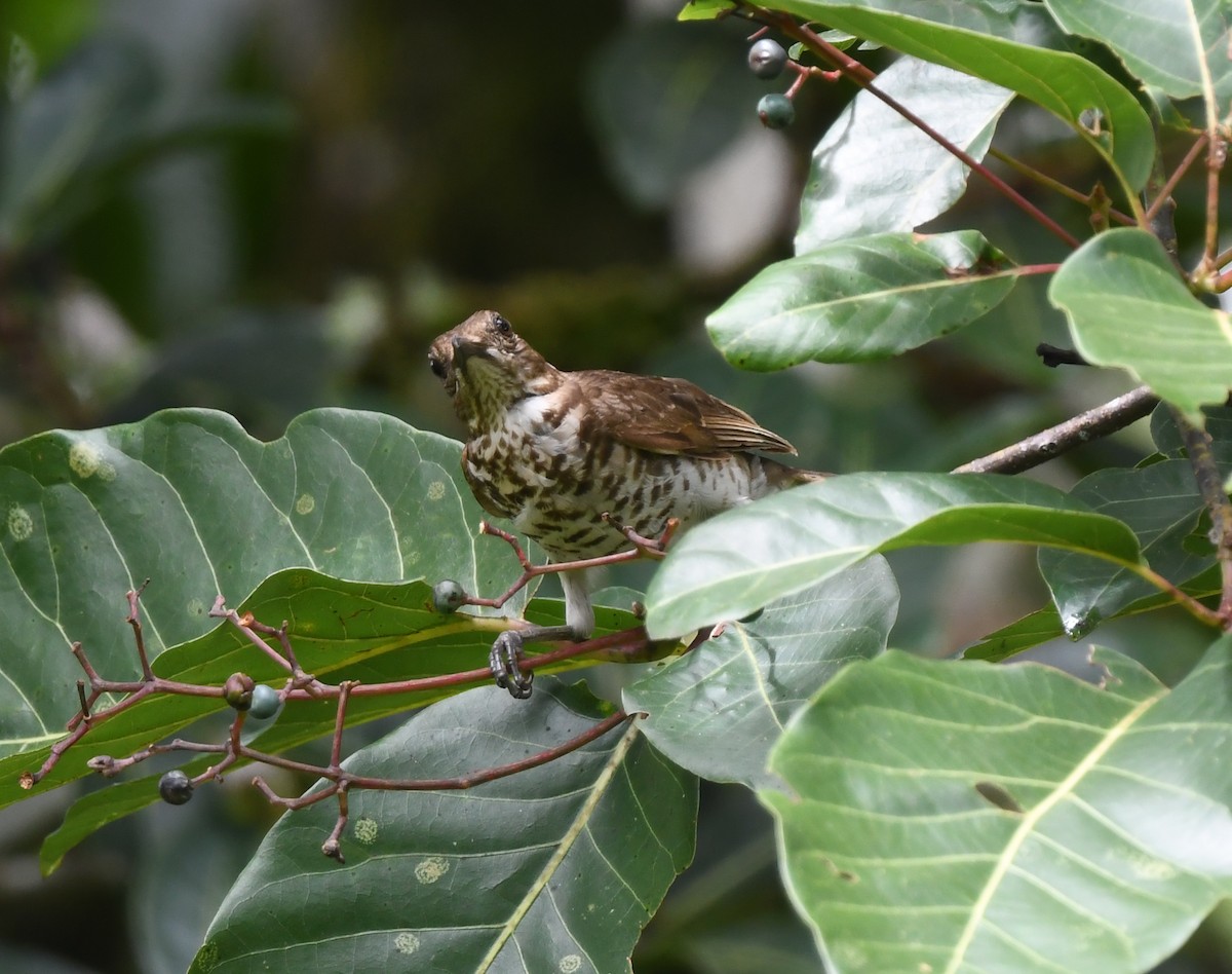 Marañon Thrush - ML632912819