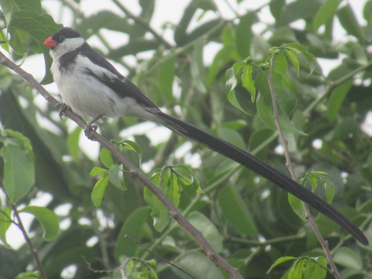 Pin-tailed Whydah - ML632912896