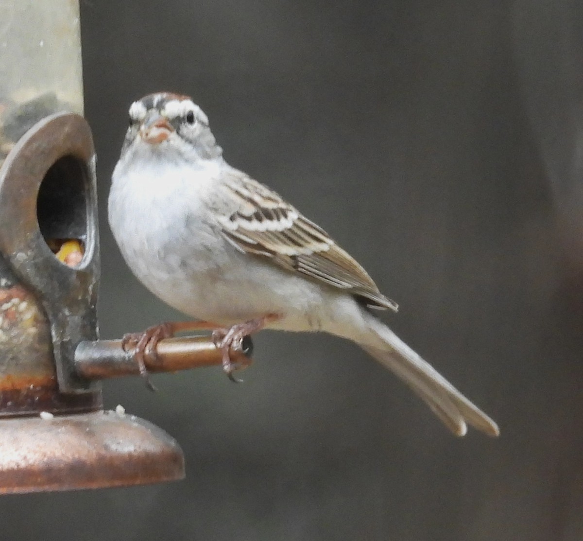 White-crowned Sparrow - ML632912902