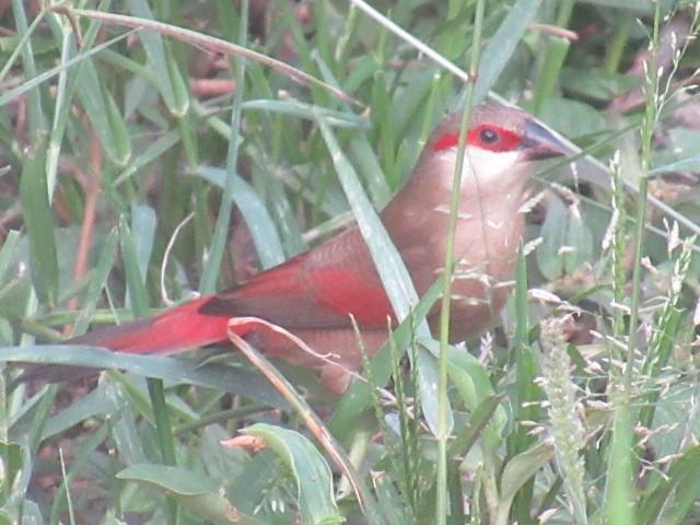 Crimson-rumped Waxbill - ML632912929