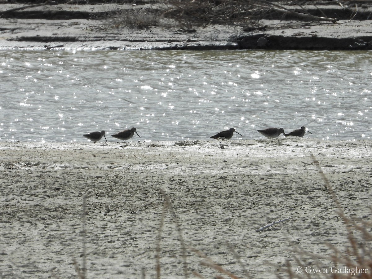 Long-billed Dowitcher - ML632912931