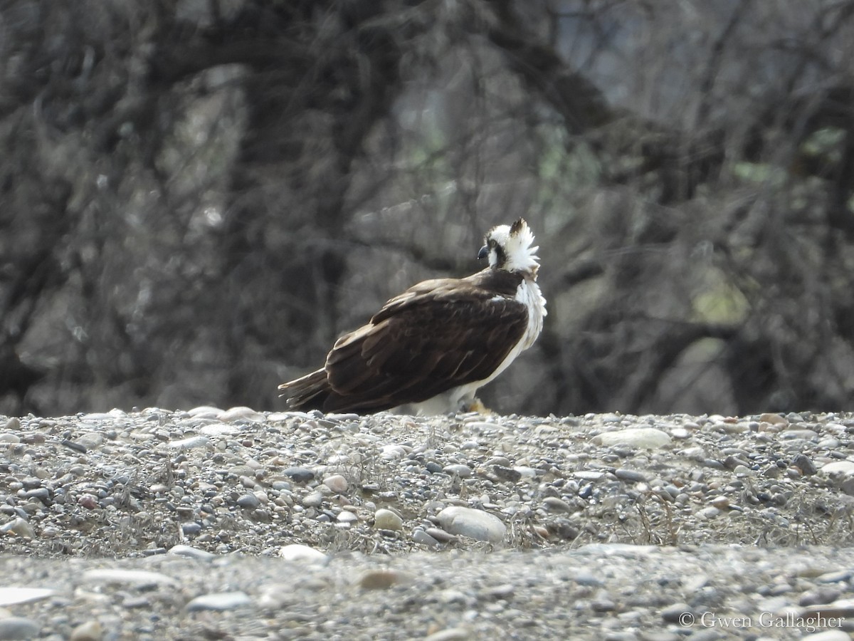Osprey (American) - ML632912938