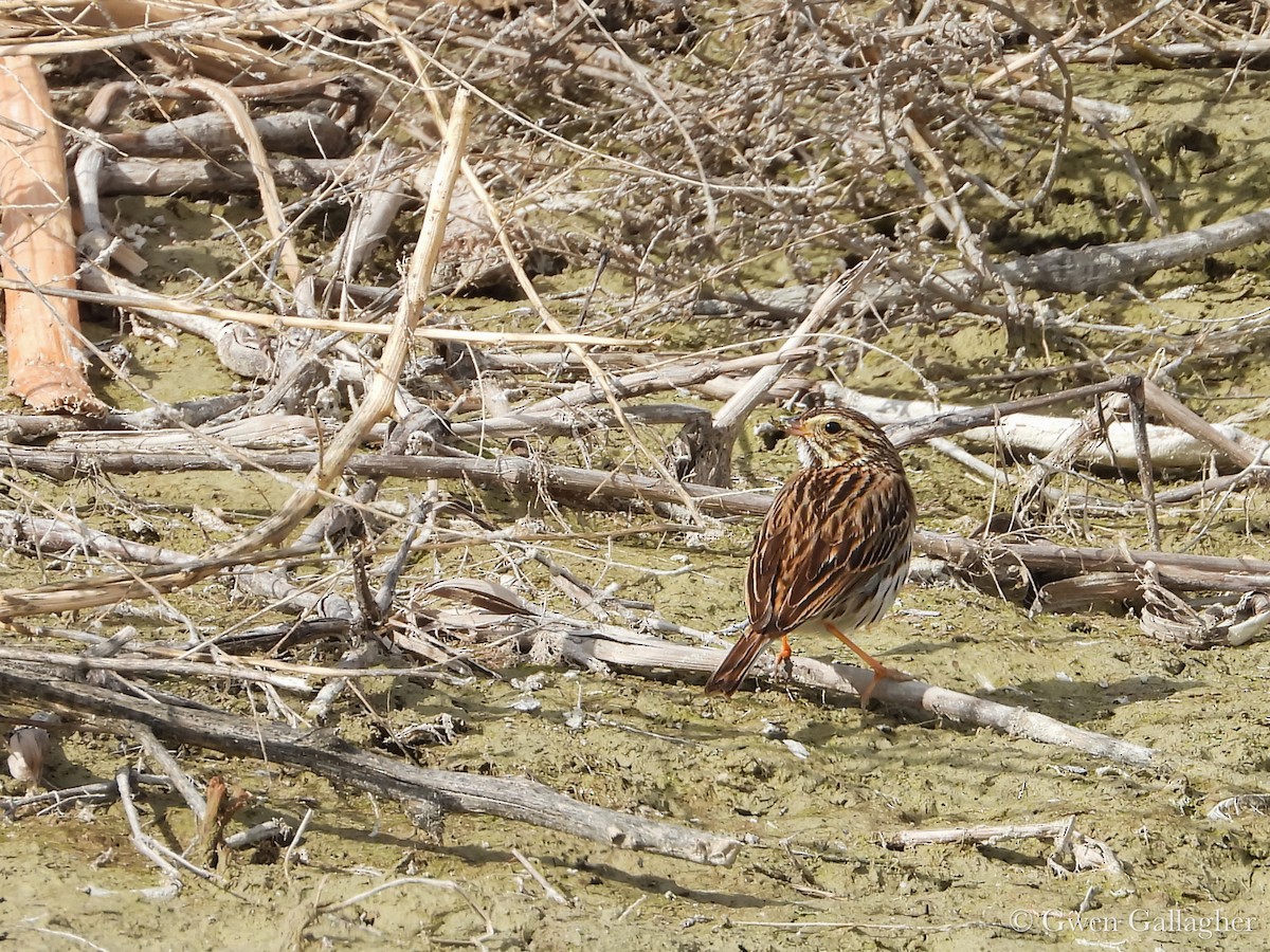 Savannah Sparrow - ML632912947