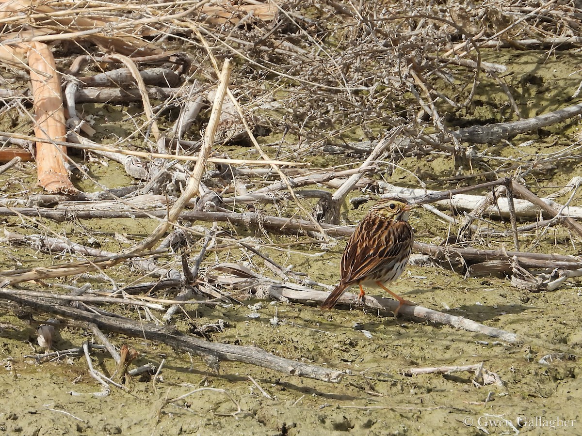 Savannah Sparrow - ML632912948