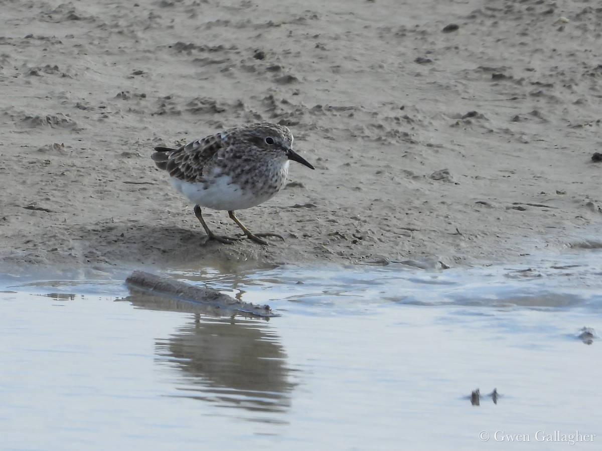 Least Sandpiper - ML632912958