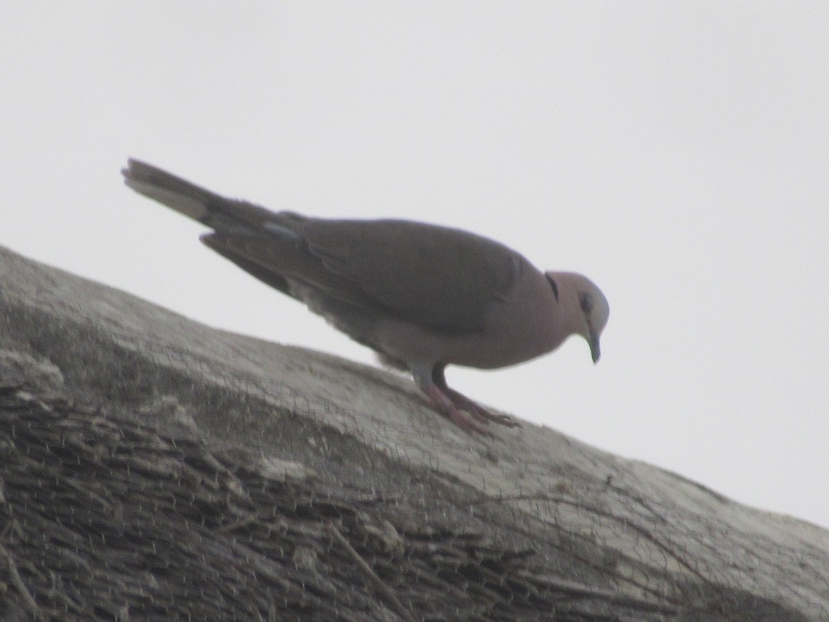 Red-eyed Dove - ML632912959