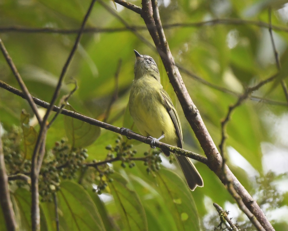 エクアドルヒゲハエトリ - ML632912987