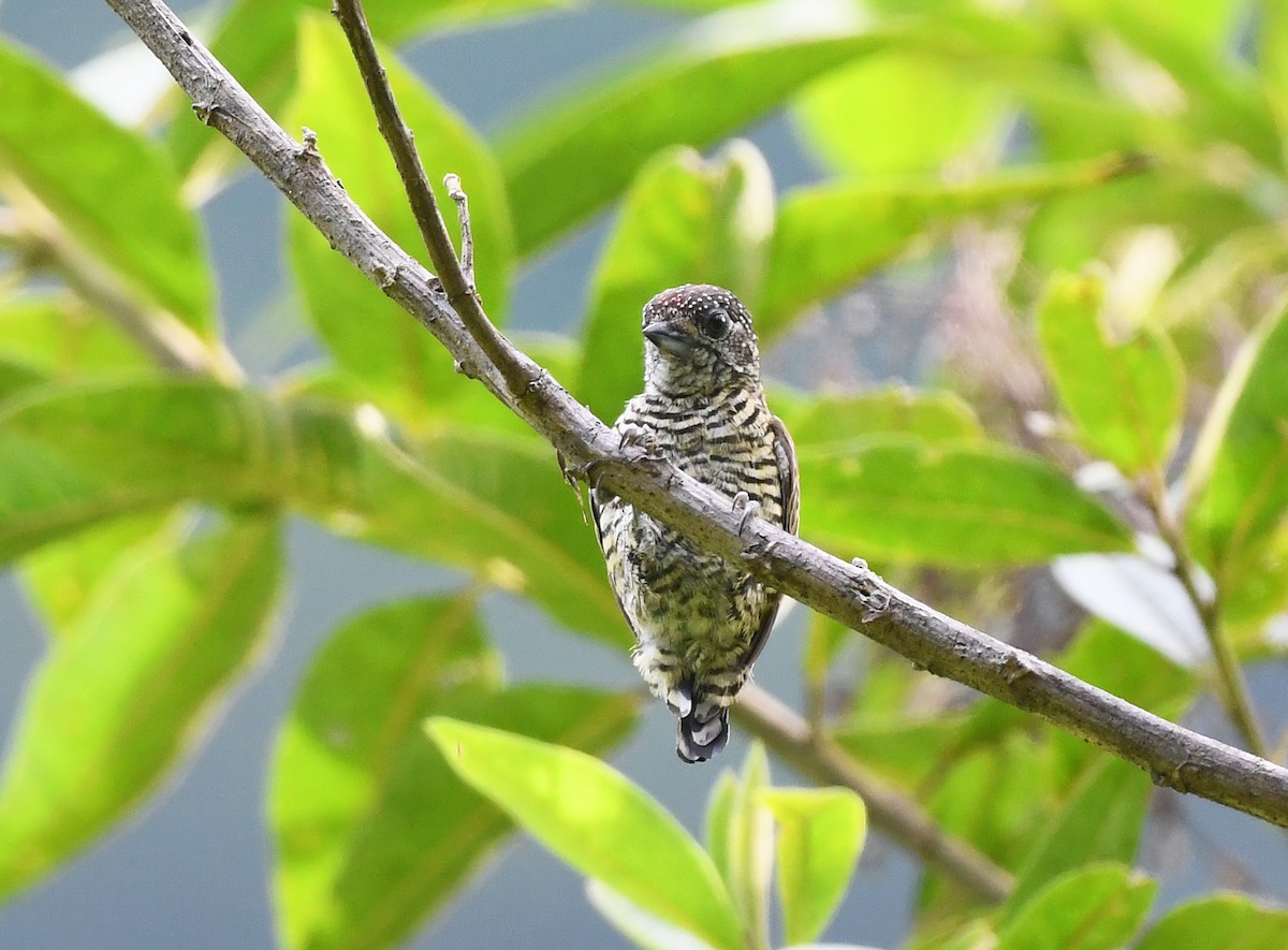 Lafresnaye's Piculet - ML632913010