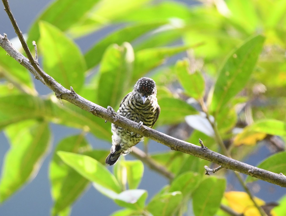 Lafresnaye's Piculet - ML632913011