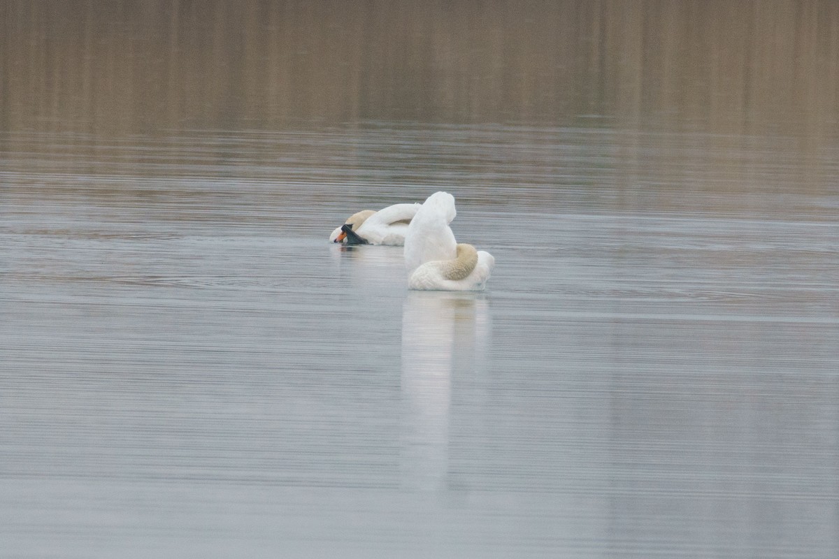 Cigno reale - ML632913040
