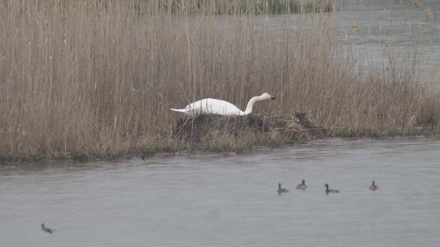 Mute Swan - ML632913188