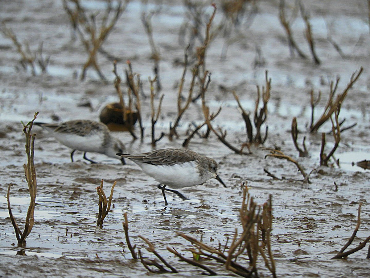 Semipalmated Sandpiper - ML632913270