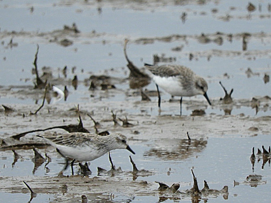 Semipalmated Sandpiper - ML632913271
