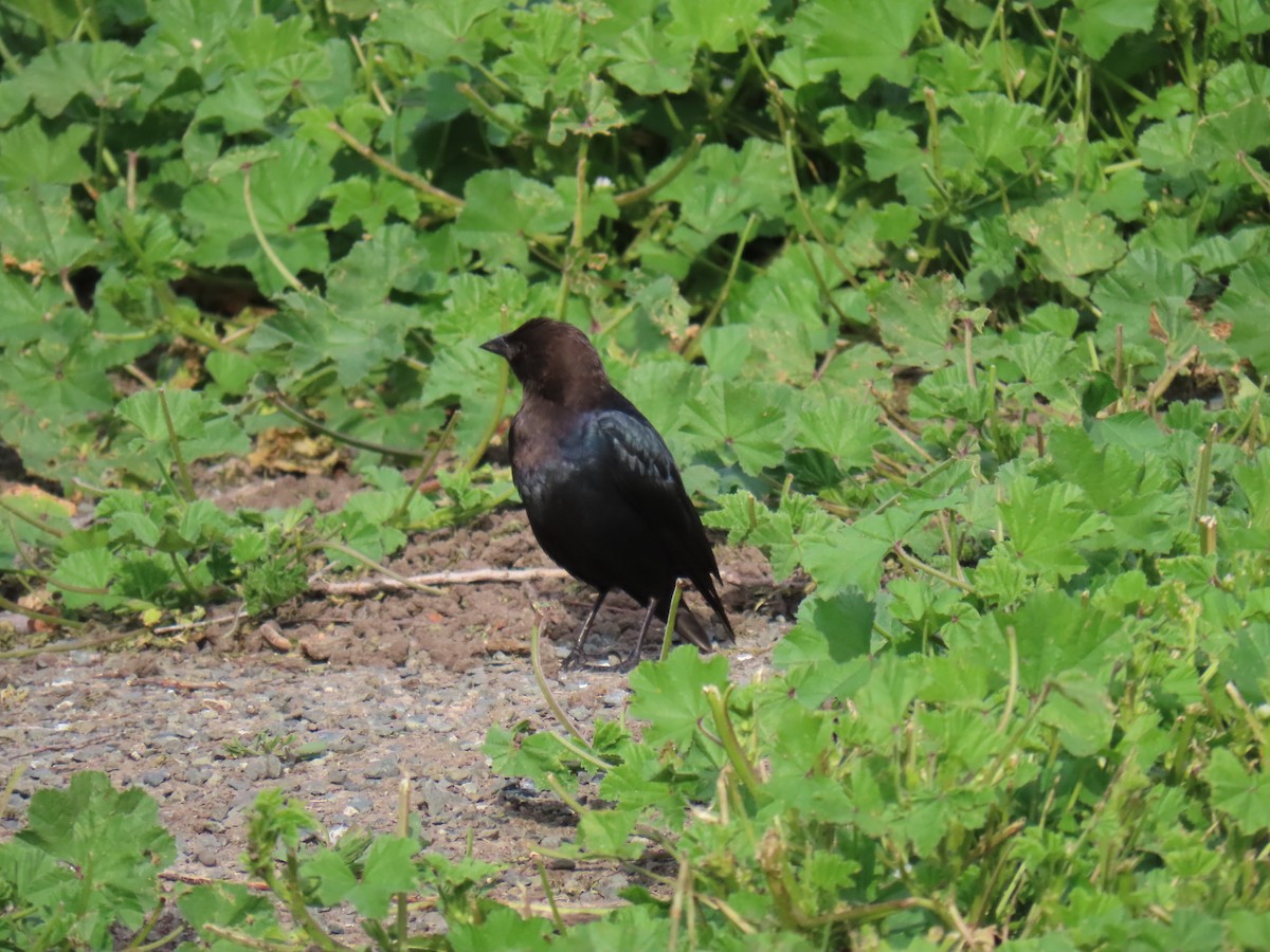 Brown-headed Cowbird - ML632913392