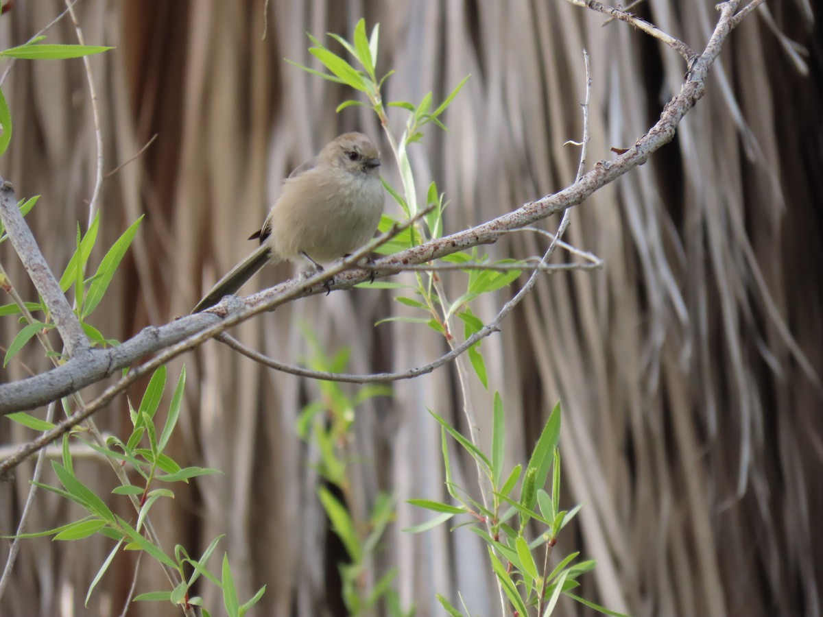 Bushtit - ML632913400
