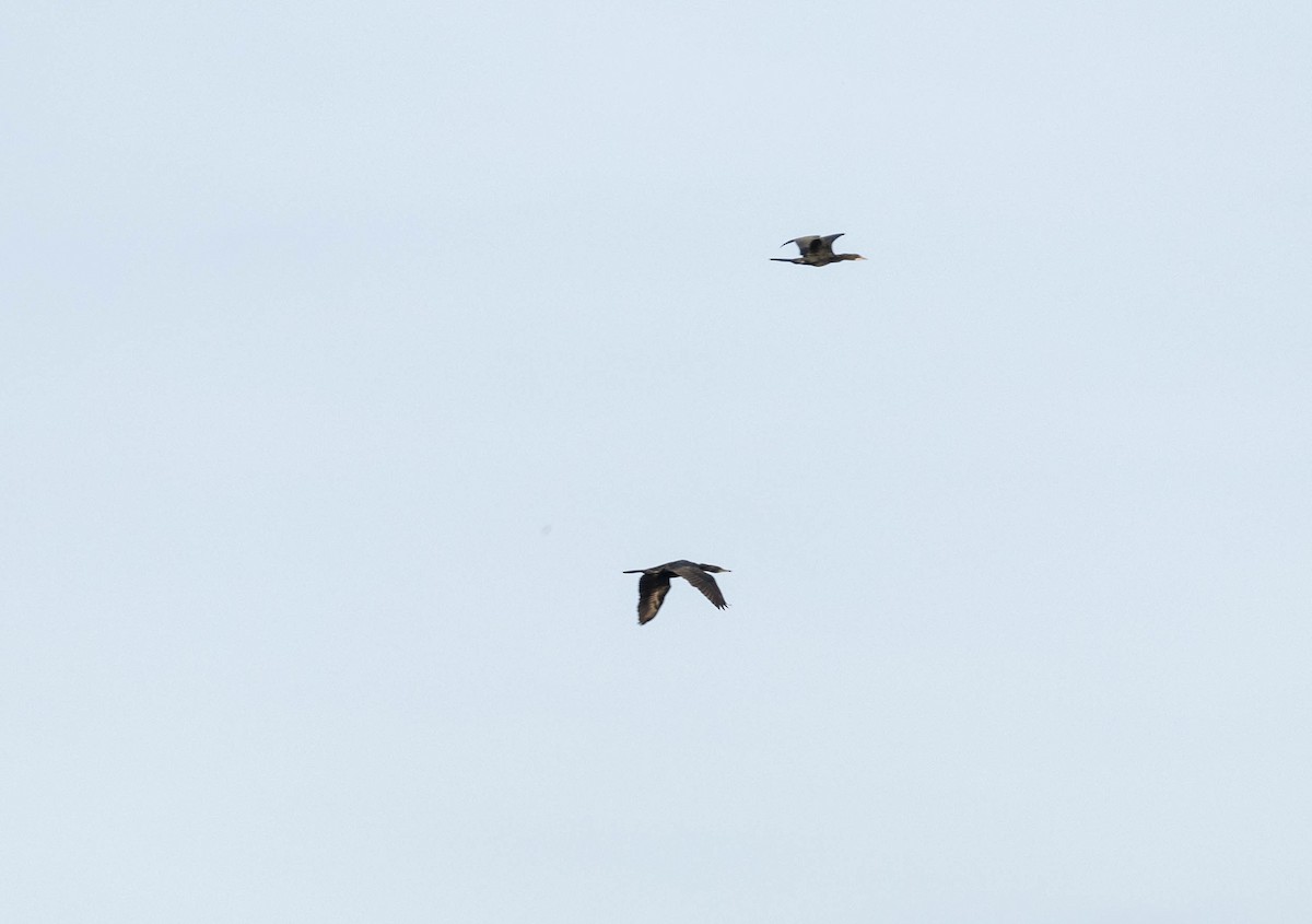 Indian Cormorant - ML632913505